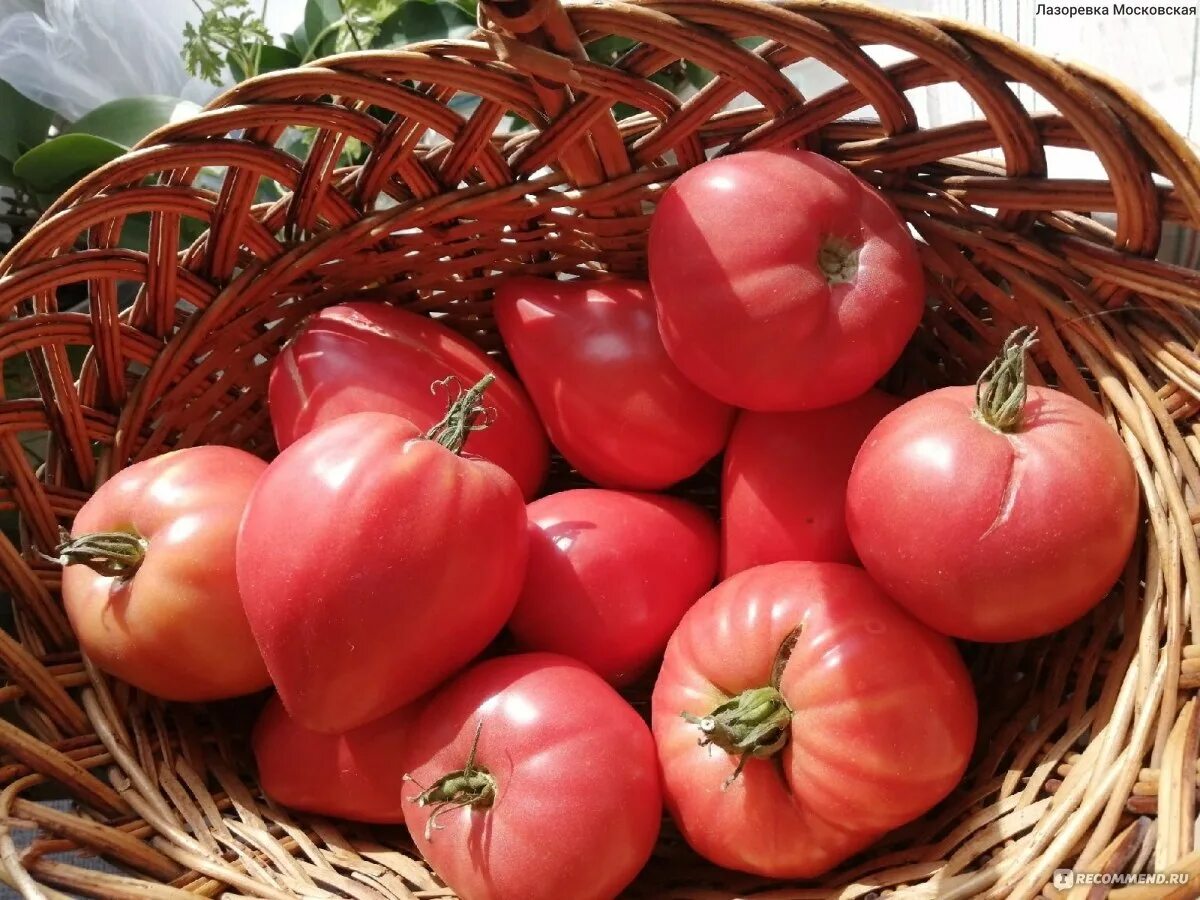 Помидоры абаканские розовые фото Томат Абаканский Розовый - "Вкусные помидоры для салатов и нарезок + фоточки" от