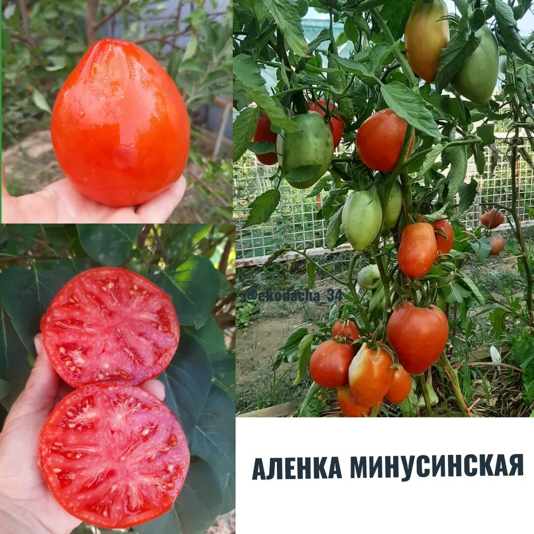 Помидоры аленка фото Купить семена помидора Аленка Минусинская