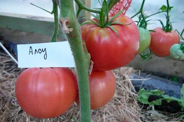 Помидоры алсу описание фото Сладкие крупноплодные томаты: лучшие сорта Tomato, Vegetables