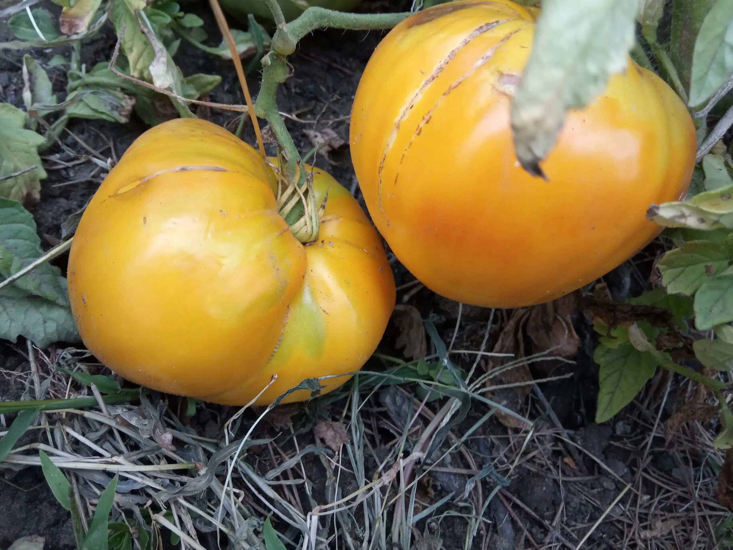 Помидоры алтайский мед фото Алтайский мед - Tomato64