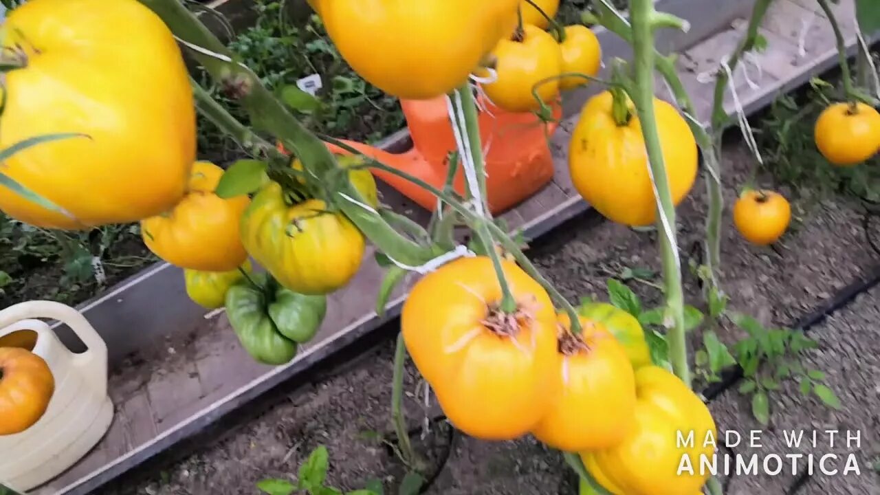 Помидоры алтайский мед отзывы фото Томат Алтайский Мед - YouTube