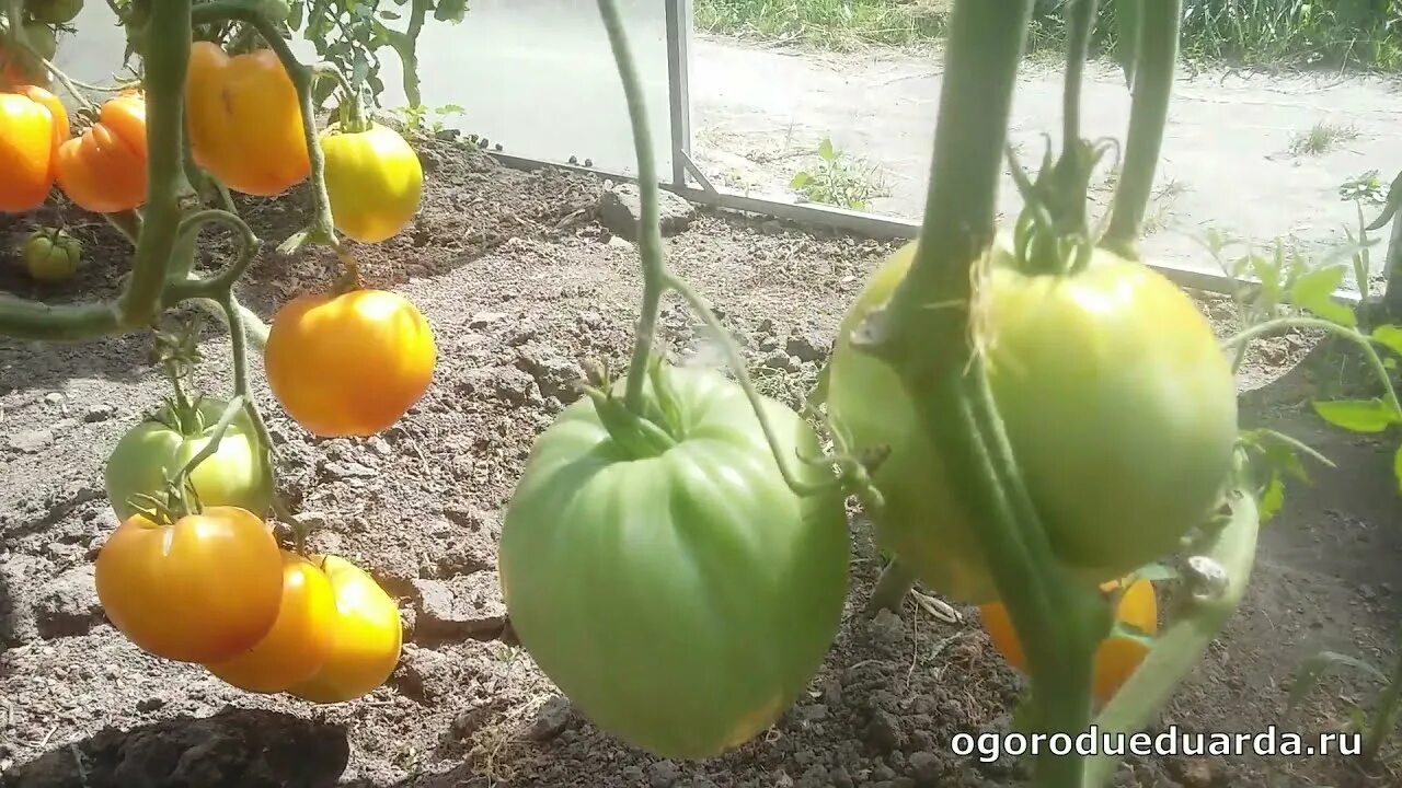 Помидоры алтайский мед отзывы фото Показываю плоды томата "Алтайский мед" - YouTube