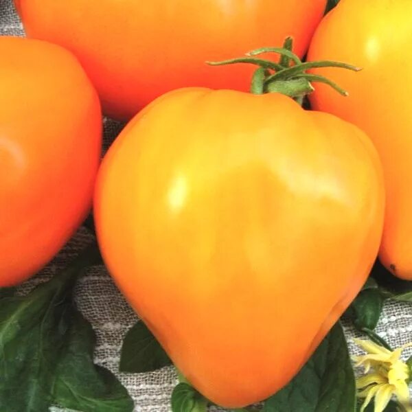 Помидоры алтайский мед отзывы фото Томат Алтайский мёд Семена томатов. Семена овощей
