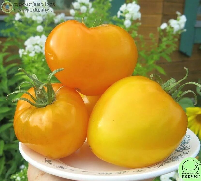 Помидоры алтайский мед отзывы фото Сорт помидоров алтайский мед фото