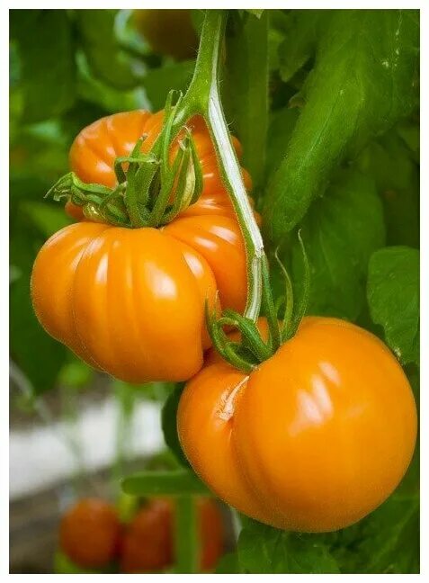 Помидоры алтайский мед отзывы фото Семена Томат "Алтайский мед", 0,1 г - купить в интернет-магазине по низкой цене 