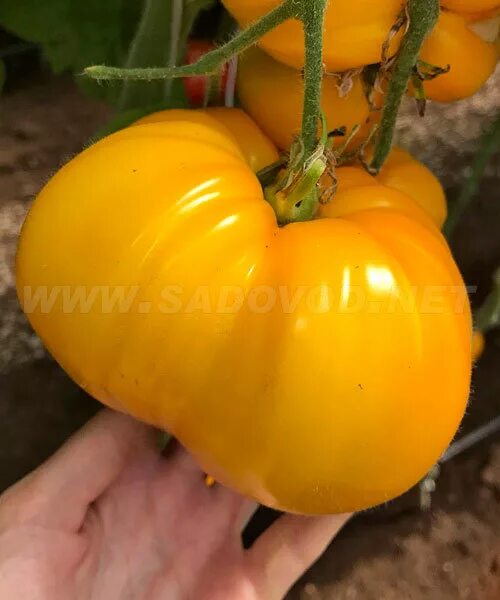 Помидоры алтайский мед отзывы фото Алтайский мед томат - CormanStroy.ru