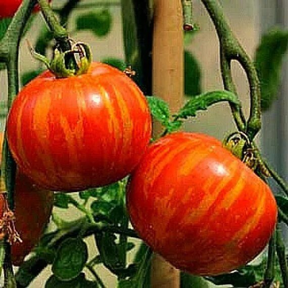 Помидоры амурский тигр фото Mr. Stripey delivers huge crops of 2 red fruits with flashy orange stripes and t