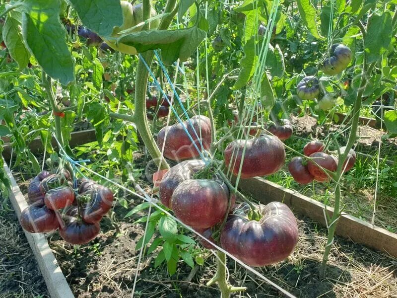 Помидоры амурский тигр фото Томат Амурский тигр : описание сорта, и характеристика плодов, урожайность, отзы