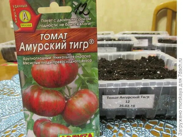 Помидоры амурский тигр описание сорта фото Томат Амурский тигр. I этап. Посев