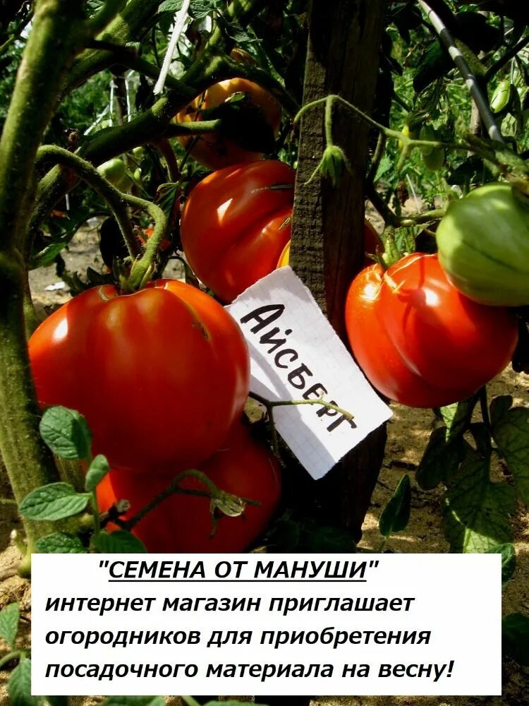 Помидоры айсберг фото Pin by Anzelika Manusa on Сортовое разнообразие томатов! Tomato, Vegetables, Foo