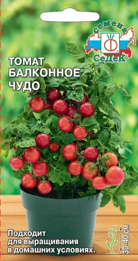 Помидоры балконное чудо описание сорта фото отзывы Томат Балконное Чудо (СеДек)