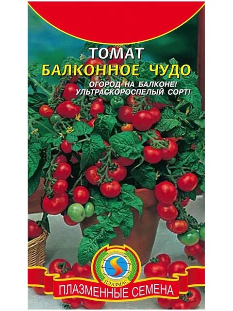 Помидоры балконное чудо отзывы фото Томаты Томаты низкорослые