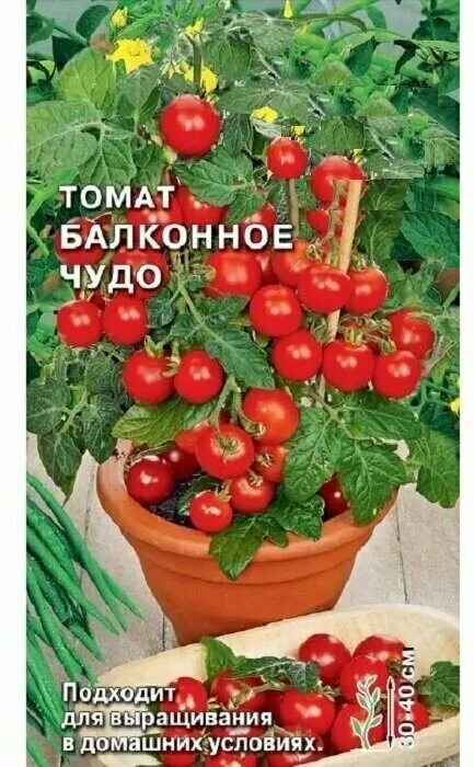 Помидоры балконное чудо отзывы фото Семена томата балконное чудо оранжевые - купить по низкой цене на Яндекс Маркете