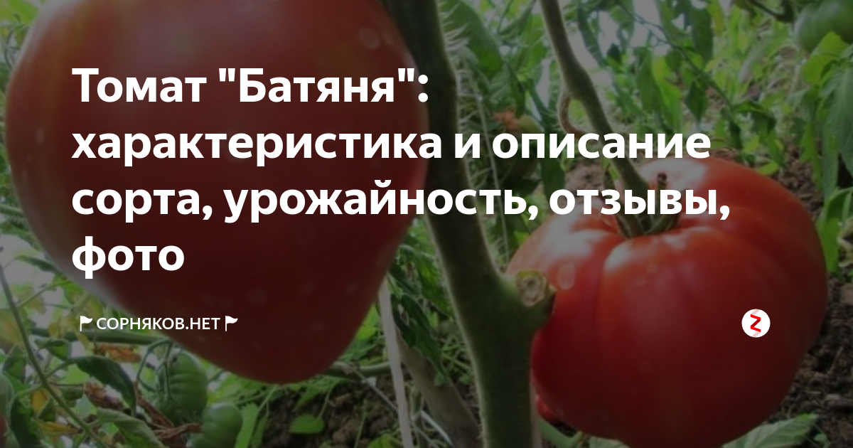 Помидоры батяня описание сорта фото Томат батяня фото урожайность: найдено 85 картинок