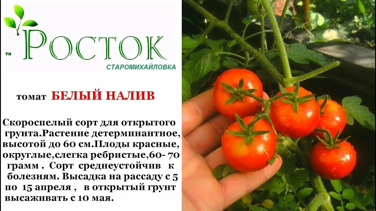 Помидоры белый налив описание отзывы фото томат БЕЛЫЙ НАЛИВ - YouTube