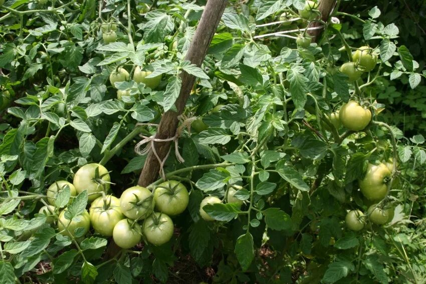 Помидоры белый налив описание отзывы фото Томат белый налив - 115 фото, описание, характеристики и рекомендации как выращи