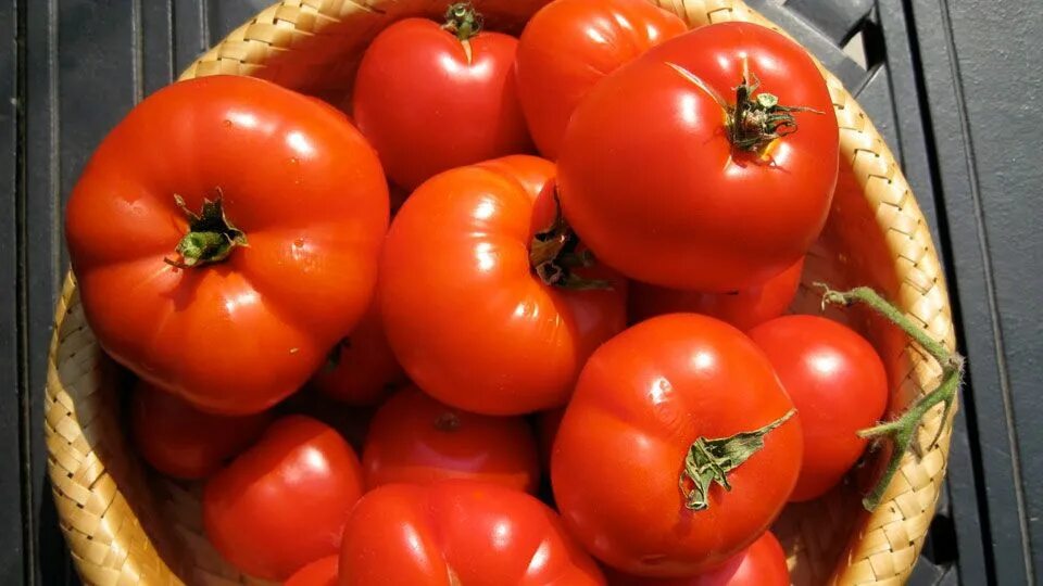 Помидоры биф фото Growing Healthier and Tastier Hydroponic Tomatoes Hydroponic tomatoes, Hydroponi