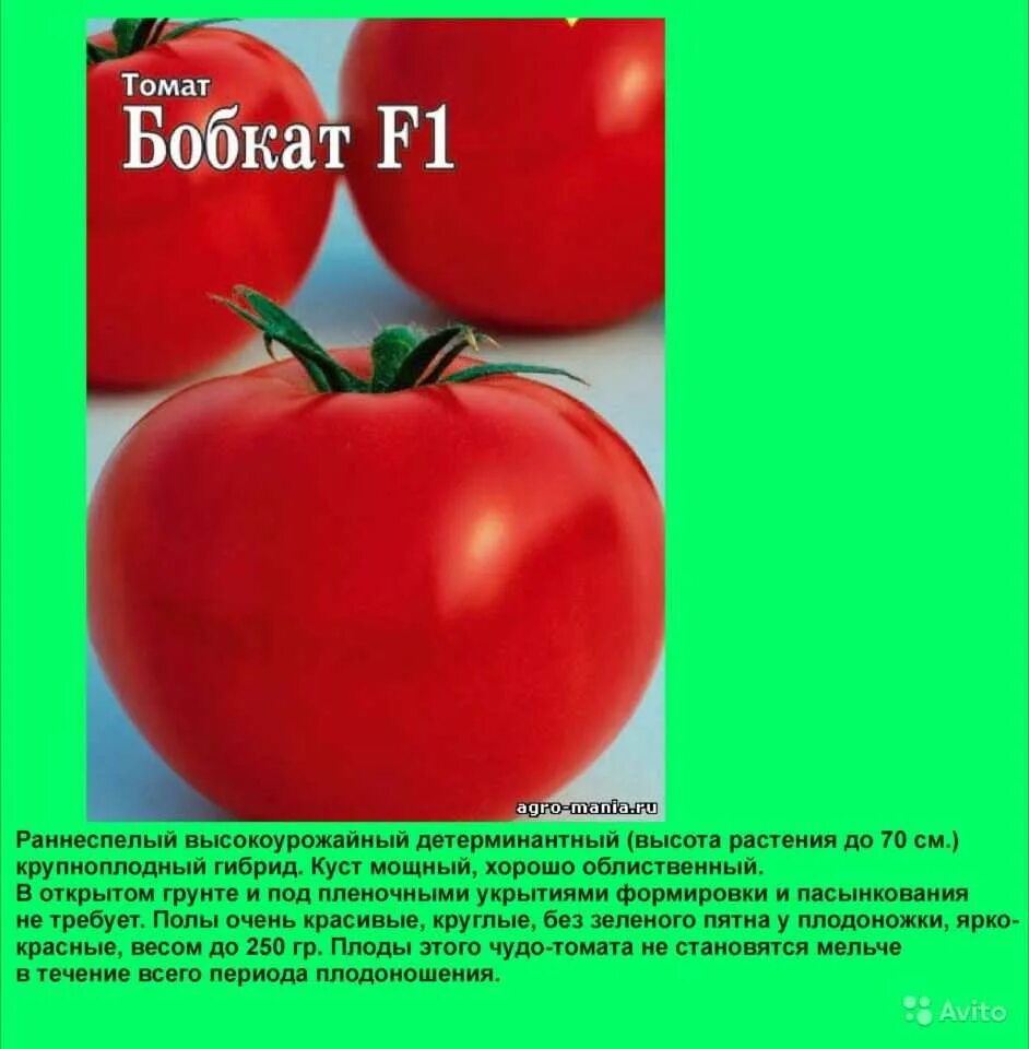 Помидоры бобкат описание сорта фото отзывы садоводов Сорт томата бобкат: найдено 84 картинок