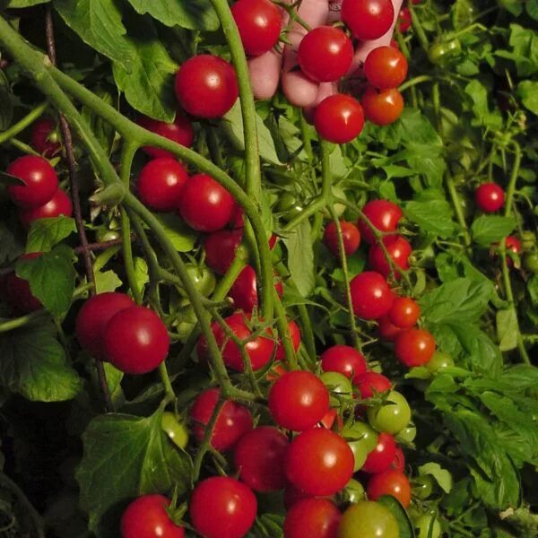 Помидоры чери фото Tomato Dwarf Variety Window Box Red Cherry tomato plant, Growing cherry tomatoes