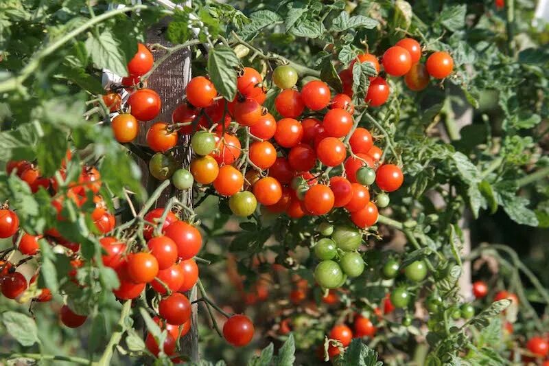 Помидоры чери фото Best tasting tomatoes - Suttons Gardening Grow How