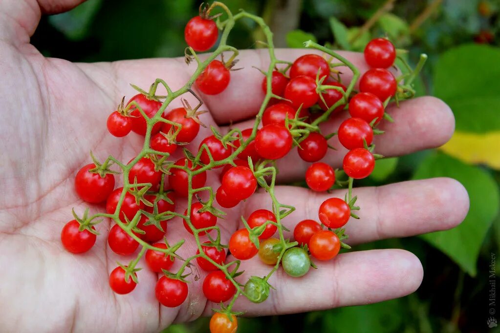 Помидоры чери фото Tomato, Lycopersicon pimpinellifolium 'Sweet Pea Currant' . Flickr