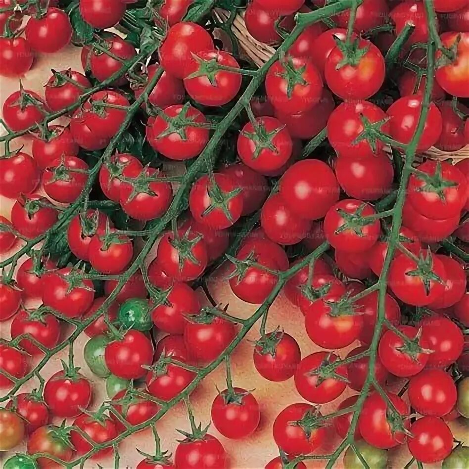 Помидоры чери фото 100 pcs/bag tomato Planting Bonsais delicious cherry tomato Non-GMO vegetables E