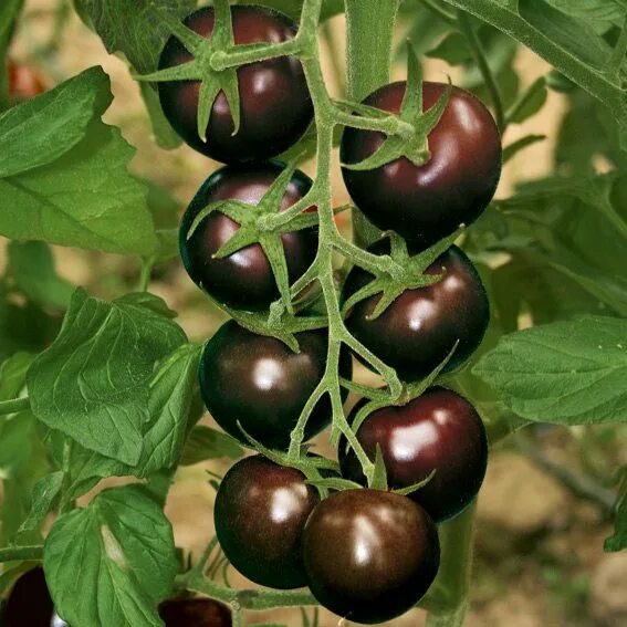 Помидоры черные черри сорта с фото Томат Черный Черри Black Cherry. Купить Семена, Рассаду с Доставкой в СПБ. Отпра