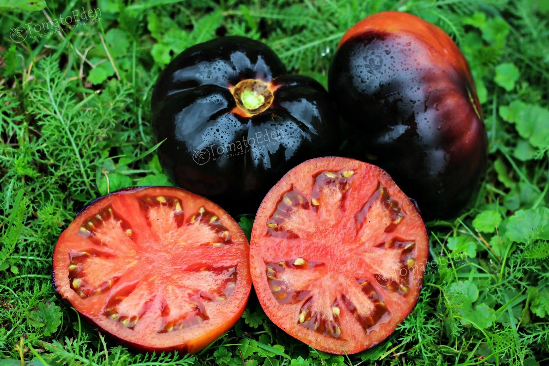 Помидоры черные описание с фото Blue ridge black tomato - МАВ. 1080x1920wallpapers.com