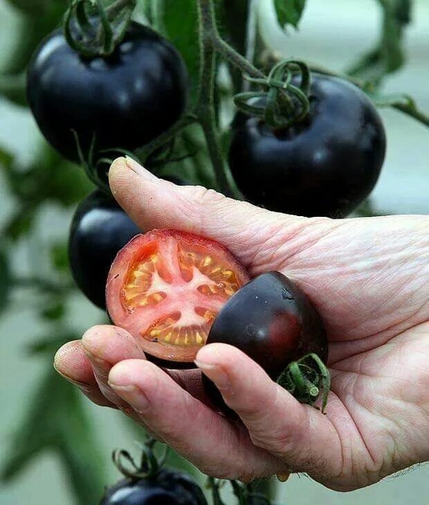 Помидоры черные описание с фото Black Tomatoes.............! Tomato seeds, Tomato, Seeds