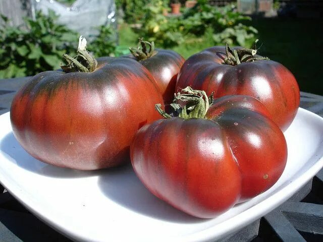 Помидоры черные описание с фото Black krim , Heirloom Tomato SEEDS, ANNUAL VEGETABLE Heirloom tomato seeds, Heir