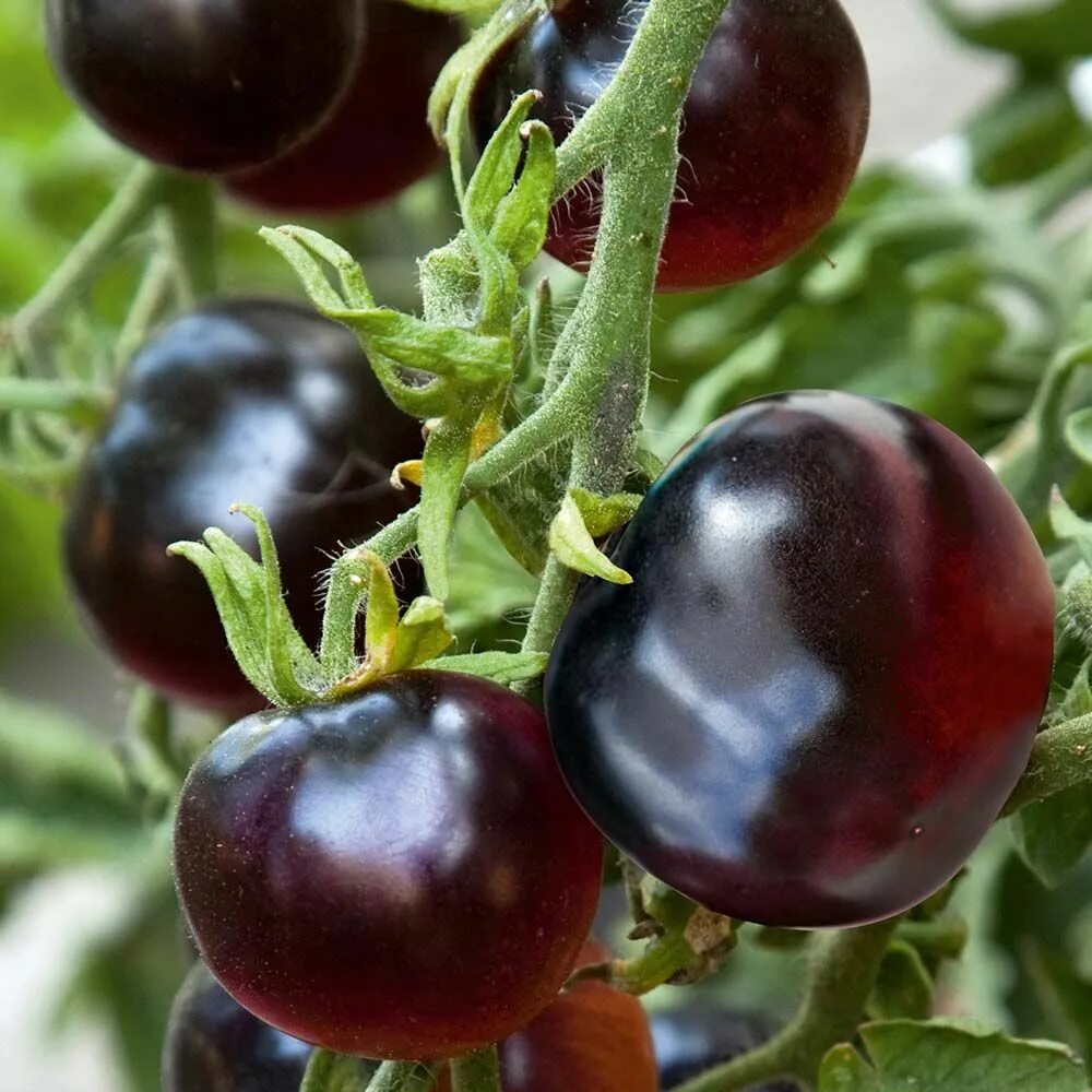 Помидоры черные описание с фото Tomato Indigo Rose 'The Black Tomato (Indeterminate)' - Seeds in 2024 Rose seeds