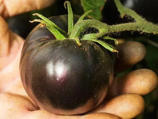 Помидоры черные описание с фото Black Beauty Tomato Baker Creek Heirloom Seed Co Heirloom tomato seeds, Tomato s