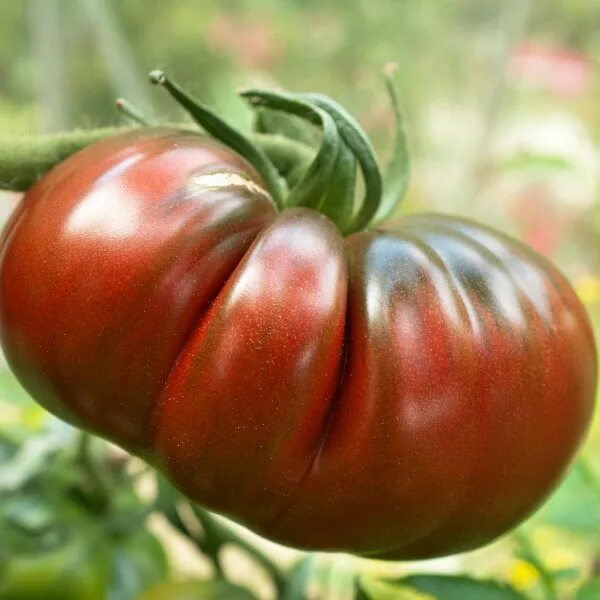 Помидоры черные описание сорта фото отзывы Black Russian Tomato - Grow your own tomatoes Kings Seeds