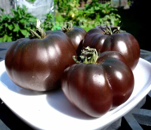 Помидоры черные сорта с фото и названиями VEGETABLE BLACK TOMATO - 60 SEEDS - BLACK PRINCE - Tomato seeds - Heirloom eBay