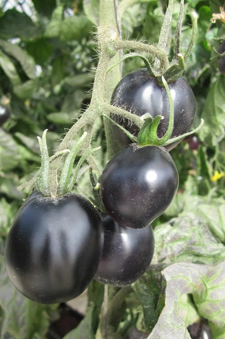 Помидоры черные сорта с фото и названиями Black Galaxy tomatoes - a normal red tomato interior, the black skin has been cr