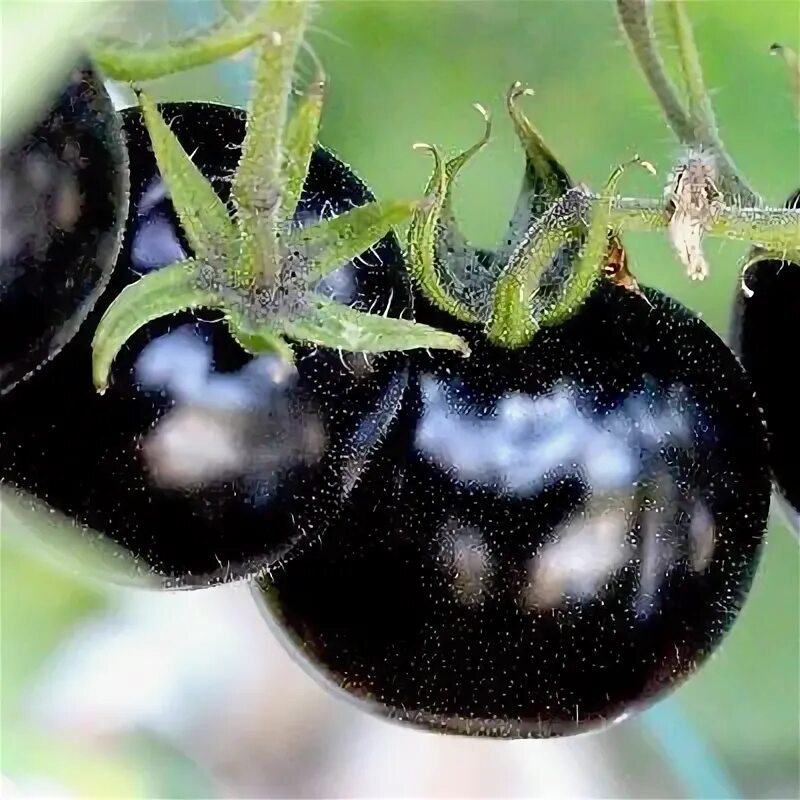 Помидоры черные сорта с фото и названиями EUROPEAN BLACK CHERRY TOMATOES 30 SEEDS SWEET TASTY HEIRLOOM NON-GMO RARE JUICY 