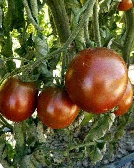 VEGETABLE BLACK TOMATO - 60 SEEDS - BLACK PRINCE - Tomato seeds - Heirloom eBay