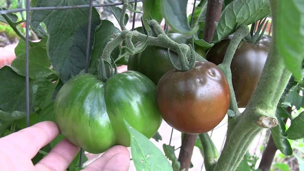 Помидоры черный принц фото Black Prince Tomato Update July 13, 2016 - YouTube