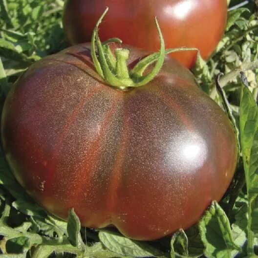 Помидоры черный принц фото Tomato Seeds - Black Krim Vegetable Seeds in Packets & Bulk Eden Brothers Tomato