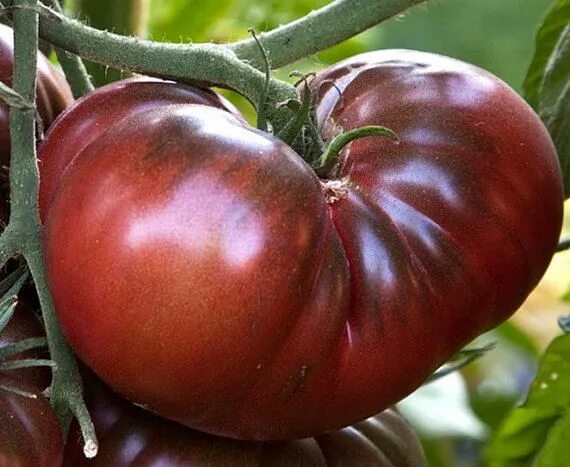 Помидоры черный шоколад фото урожайнлсть отхыаы Amazon Chocolate, dark rich tomato, 20 seeds, rare heirloom, smoky flavor, huge 