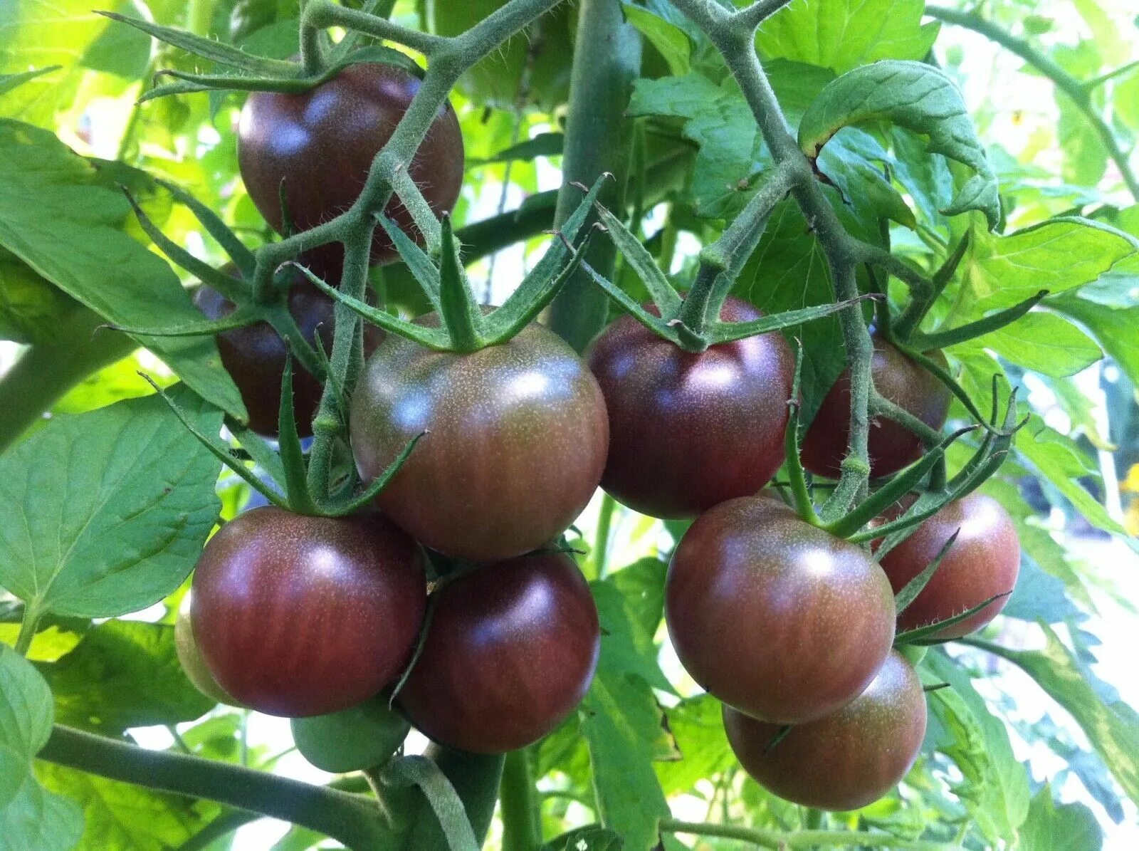 Помидоры черный шоколад фото урожайнлсть отхыаы Tomato Black Cherry Russian Heirloom - 50+ SEEDS - ORGANIC - NON GMO - RARE eBay