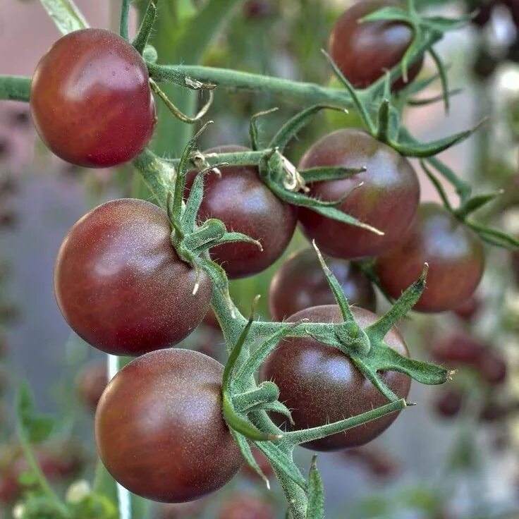 Помидоры черный шоколад фото урожайнлсть отхыаы Tomato 'Black Cherry' - (Solanum lycopersicum) Cherry tomato plant, Heirloom tom