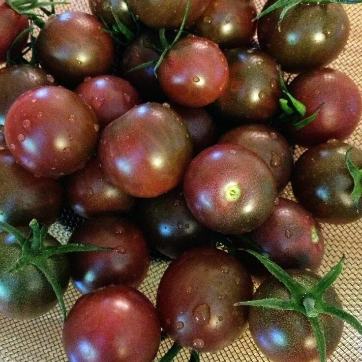 Помидоры черный шоколад фото урожайнлсть отхыаы Organic Tomato Seeds - Black Cherry Vegetable Seeds in Packets & Bulk Eden Broth