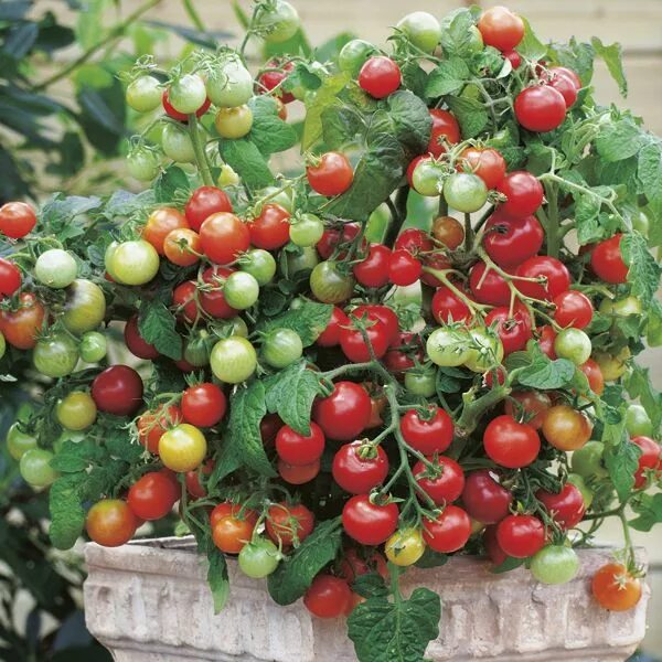 Помидоры черри домашние фото Big crops of sweet 'cherry toms', its bushy habit is ideal for all sorts of cont