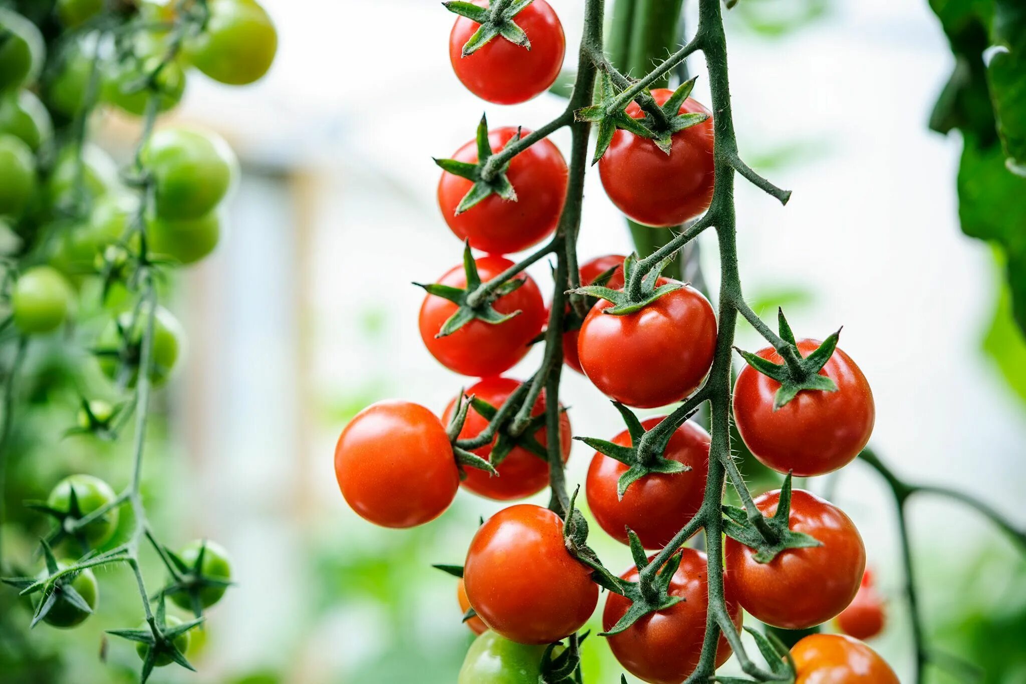 Помидоры черри фото Tips for growing better tomatoes Jardim