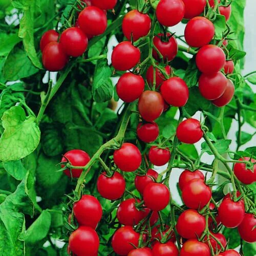 Помидоры черри названия сортов с фото Tomato - Cherry - Gardener's Delight Seeds - open pollinated variety eBay