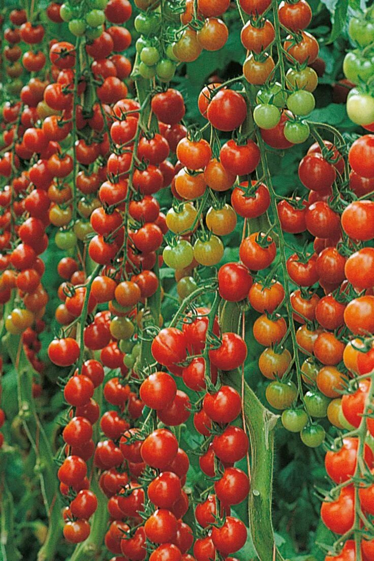 Помидоры черри названия сортов с фото Cherrytomate Sanvitos ® F1 (Favorita) (veredelt) Tomaten pflanzen, Gemüse pflanz