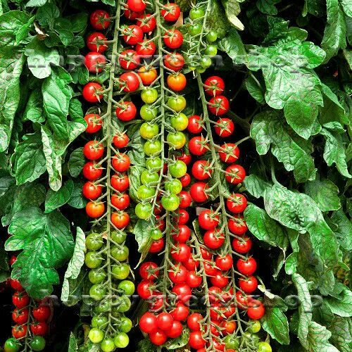 Помидоры черри названия сортов с фото TOMATO SEEDS SWEET MILLION - 15 Certified seeds - Cherry Tomato - Vegetable eBay