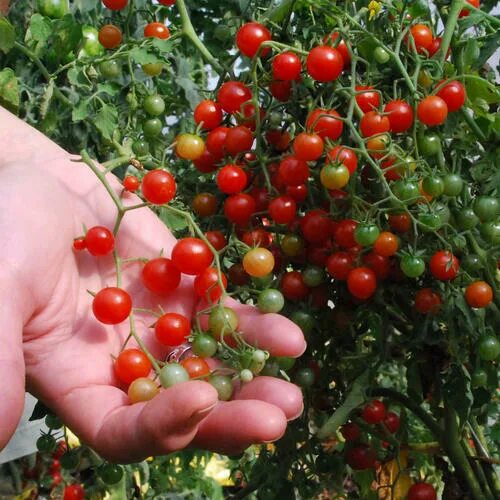 Помидоры черри описание фото ORGANIC TOMATO CURRANT RED 75 FINEST SEEDS eBay