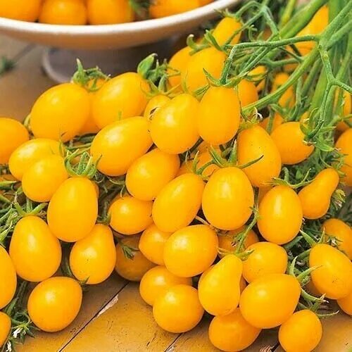 Помидоры черри желтые сорта описание фото Seeds Yellow Cherry Tomato SUPER SWEET Rare non-GMO Vegetable Organic Heirloom e